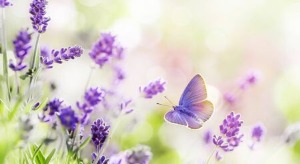 Blossoming Lavender and butterfly summer background Banque d'images - 127616808
