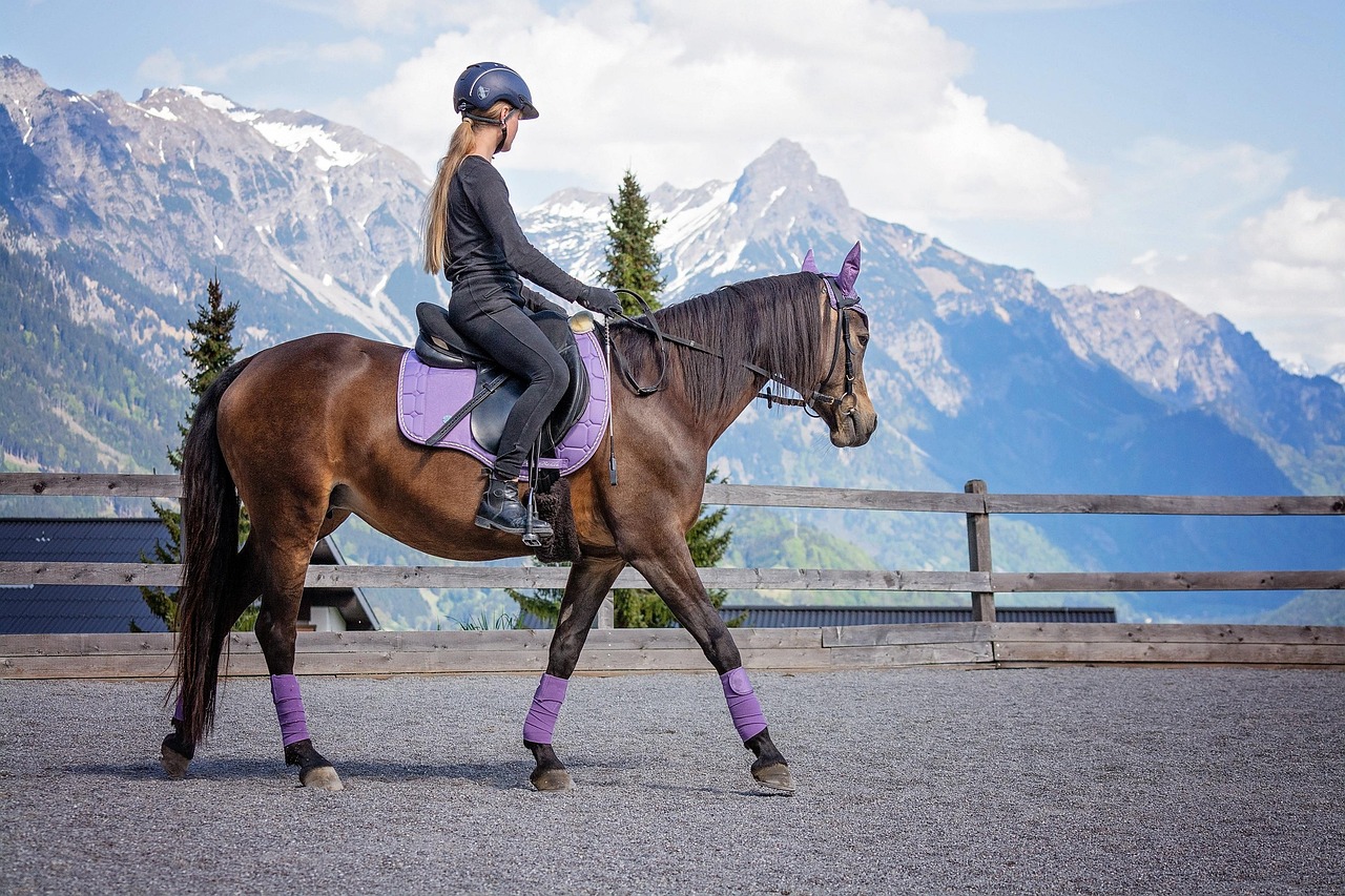 Comprendre le programme officiel du galop 5 de la fédération française d’équitation